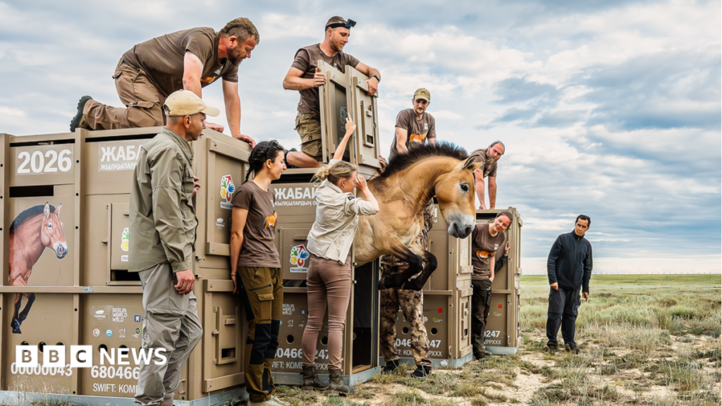 In pictures: 3,000-mile journey to save rare Przewalski’s horses In pictures: 3,000-mile journey to save rare Przewalski’s horses