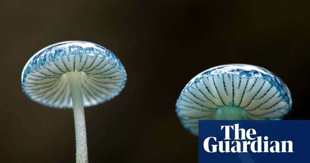 Mushroom trip: a mycologist’s tour of the Tarkine | Fungi