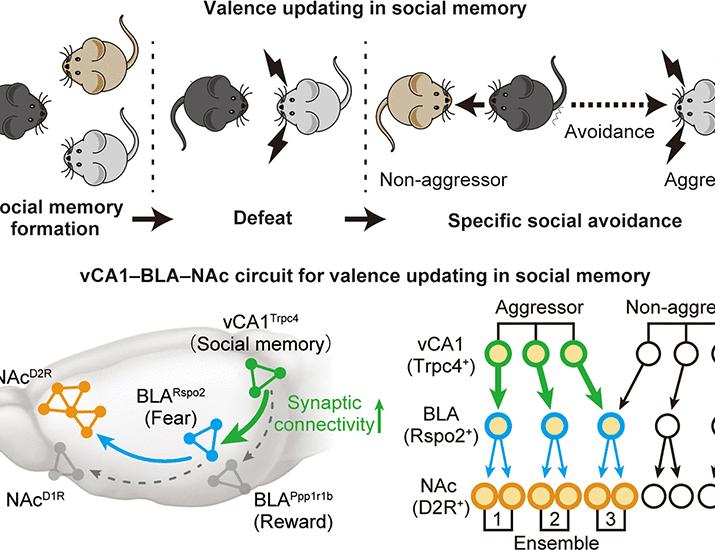 Neural circuits for valence updating in social memory | Science Neural circuits for valence updating in social memory | Science