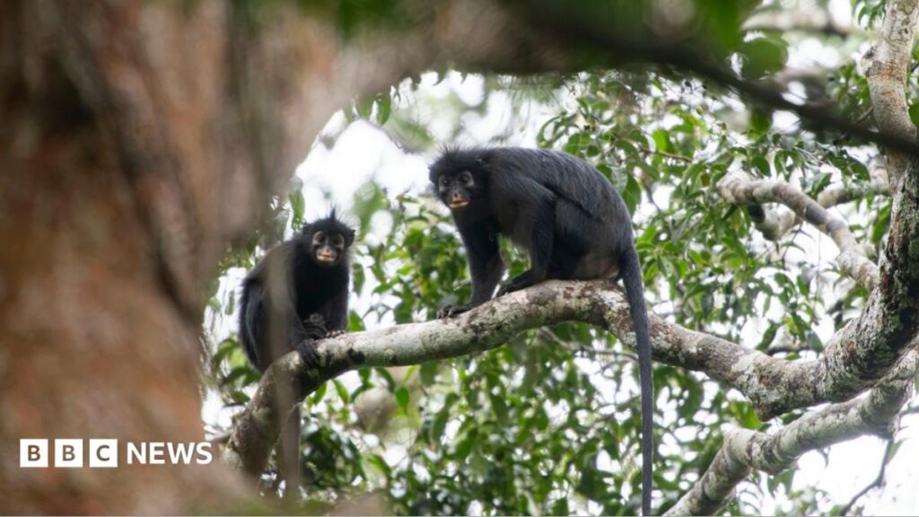 New monkey species with orange lips found ‘hiding’ in DRC forest