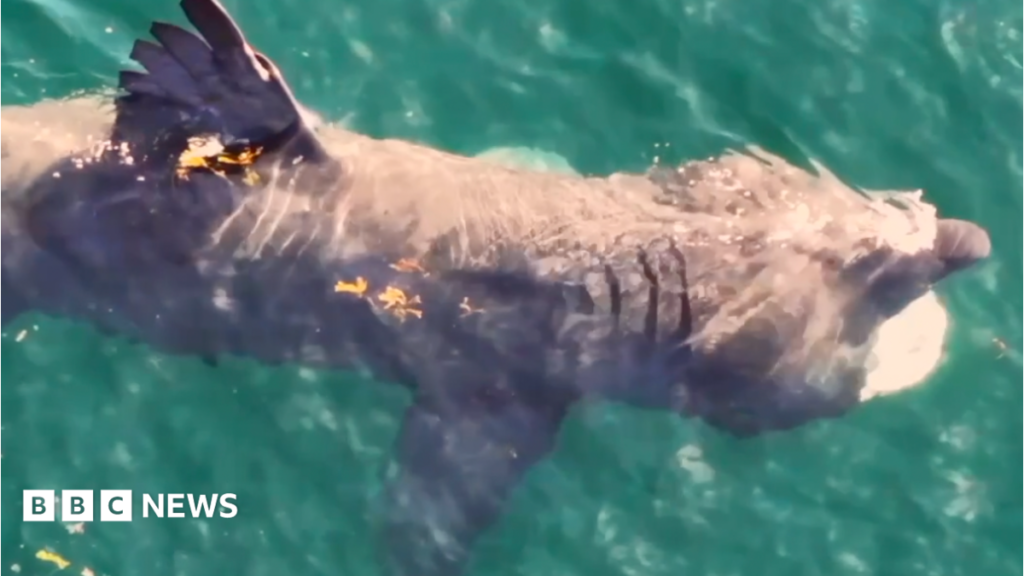 New research into basking shark behaviour around Isle of Man