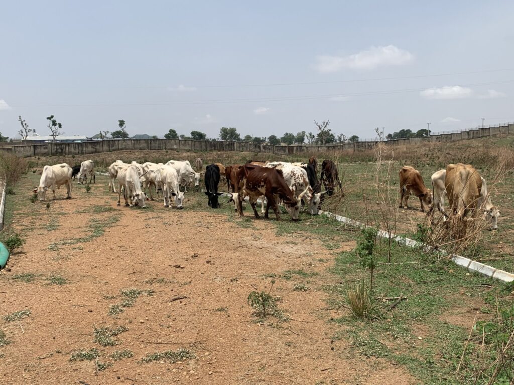One killed, another injured in farmers-herders clash in Niger community