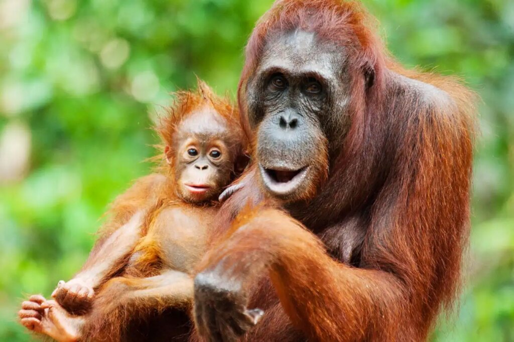 Orangutan mothers seem to plan playdates for their offspring Orangutan mothers seem to plan playdates for their offspring