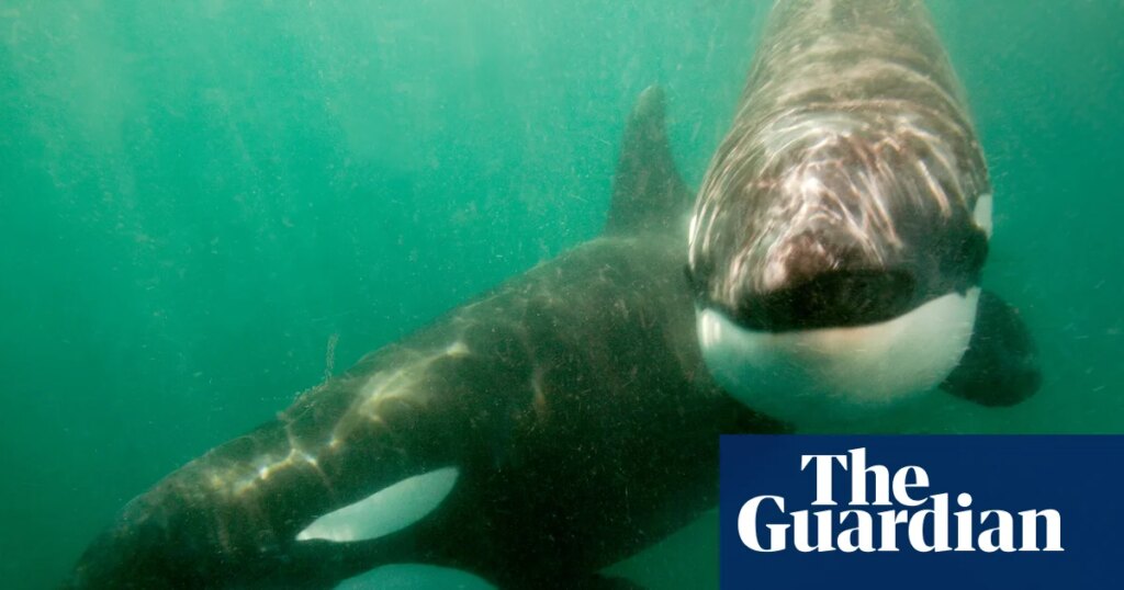 Orcas seen ramming prey so hard it explodes may be playing game | Marine life Orcas seen ramming prey so hard it explodes may be playing game | Marine life