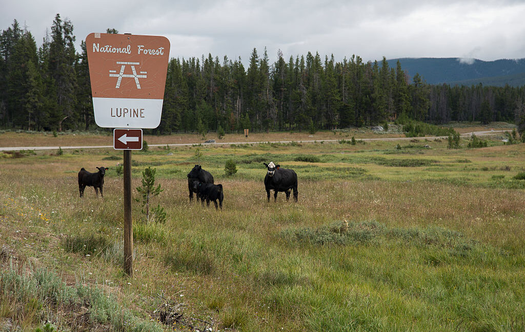 Overhaul of public lands grazing regulations seeks to cut public involvement Overhaul of public lands grazing regulations seeks to cut public involvement