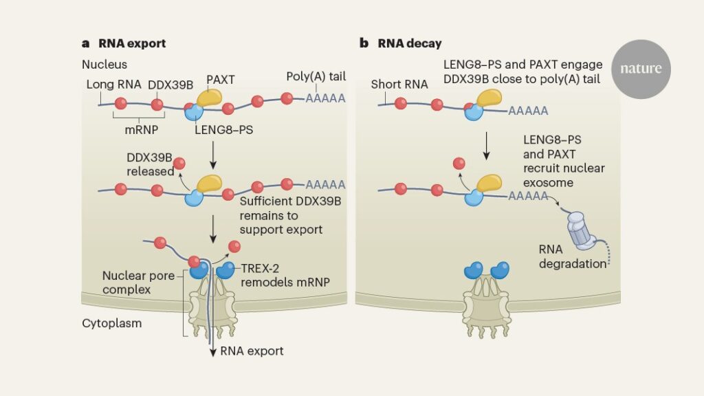 RNA molecules with different destinies are processed through overlapping pathways