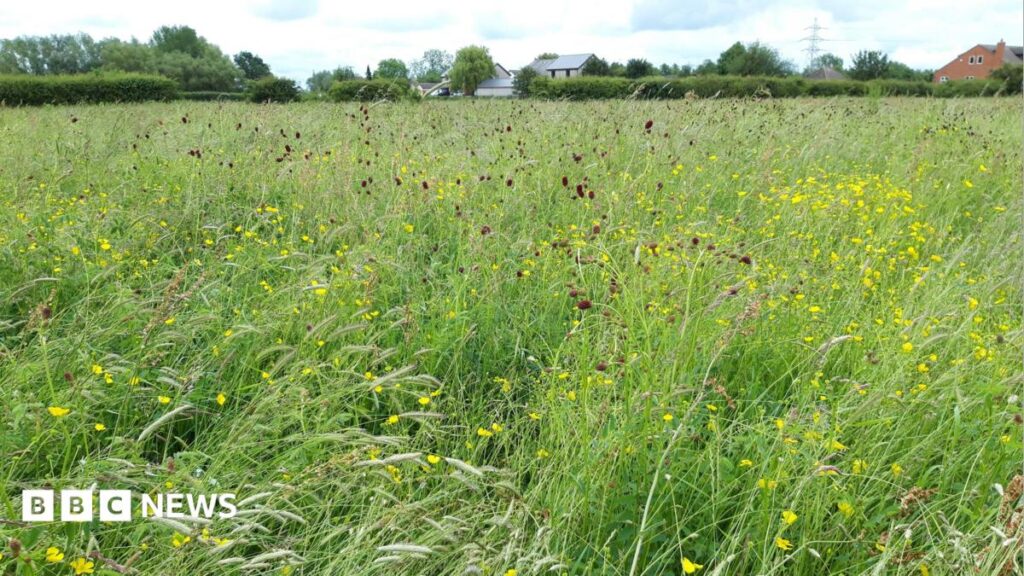 Rare Earls Barton floodplain meadow given to wildlife trust Rare Earls Barton floodplain meadow given to wildlife trust