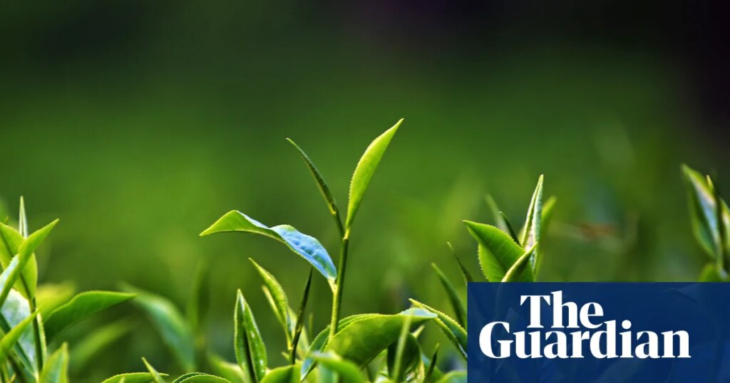 Revisited: A Scottish tea mystery, episode one – green shoots | Science Revisited: A Scottish tea mystery, episode one – green shoots | Science