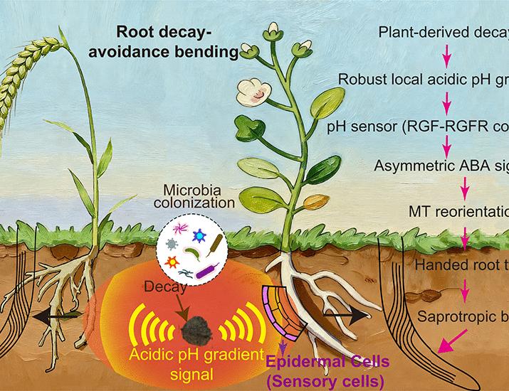 Roots navigate around decay regions by sensing local pH gradients | Science Roots navigate around decay regions by sensing local pH gradients | Science