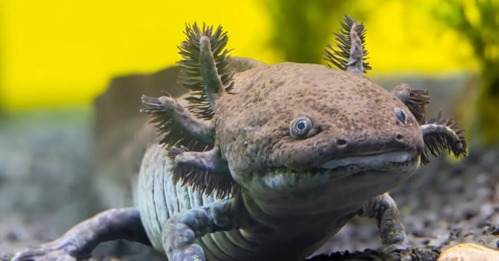 Scientists Have Identified a New Fossil Species of Axolotl in Mexico