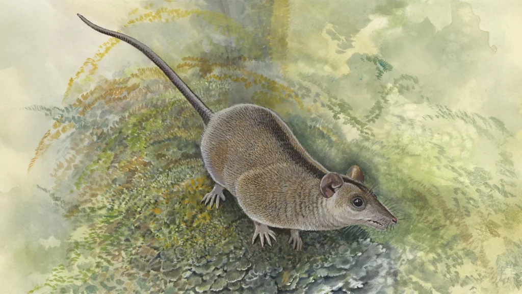 Scientists just discovered a lost branch of Australia’s marsupials