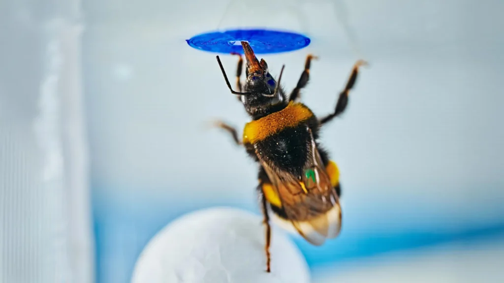 Scientists stunned as bumble bees solve a classic intelligence test Scientists stunned as bumble bees solve a classic intelligence test