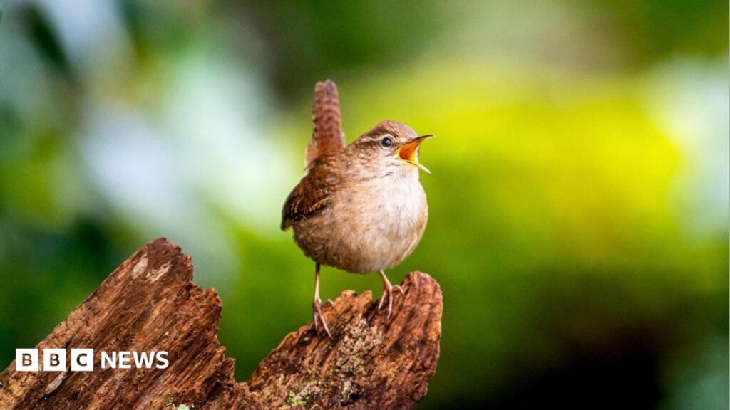 Secrets of birdsongs’ ‘spectacular diversity’ revealed Secrets of birdsongs’ ‘spectacular diversity’ revealed