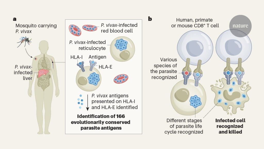 Seeking universal malaria-vaccine targets