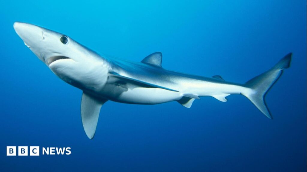 Shark scientists gets £1m to help protect them Shark scientists gets £1m to help protect them