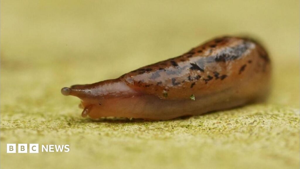 Shropshire slug sleuths on the trail of gorging gastropods Shropshire slug sleuths on the trail of gorging gastropods