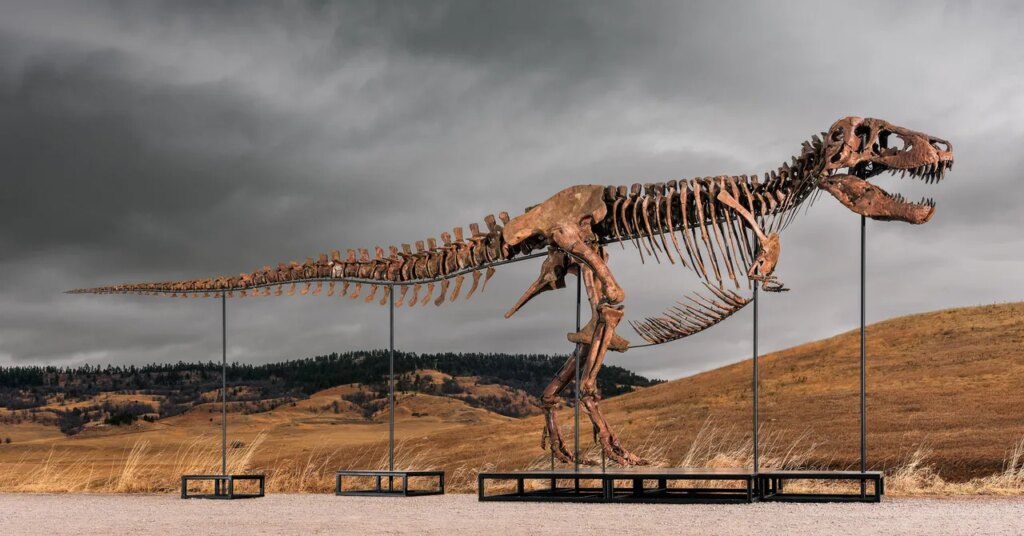 Sotheby’s Big T. Rex Auction Raises Concerns Hype and Wealth Are Upending Science Sotheby’s Big T. Rex Auction Raises Concerns Hype and Wealth Are Upending Science