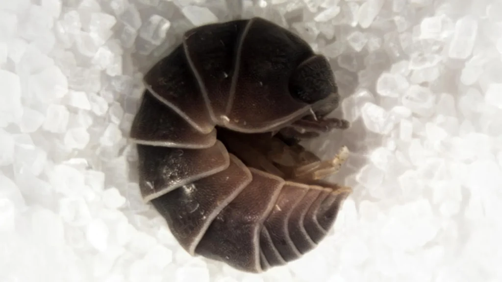 Streetlights are trapping thousands of pill bugs in giant “death spirals”