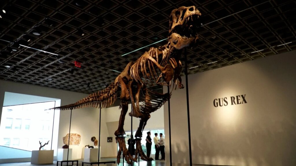 T.Rex skeleton sells for .1 million at New York auction | History T.Rex skeleton sells for .1 million at New York auction | History