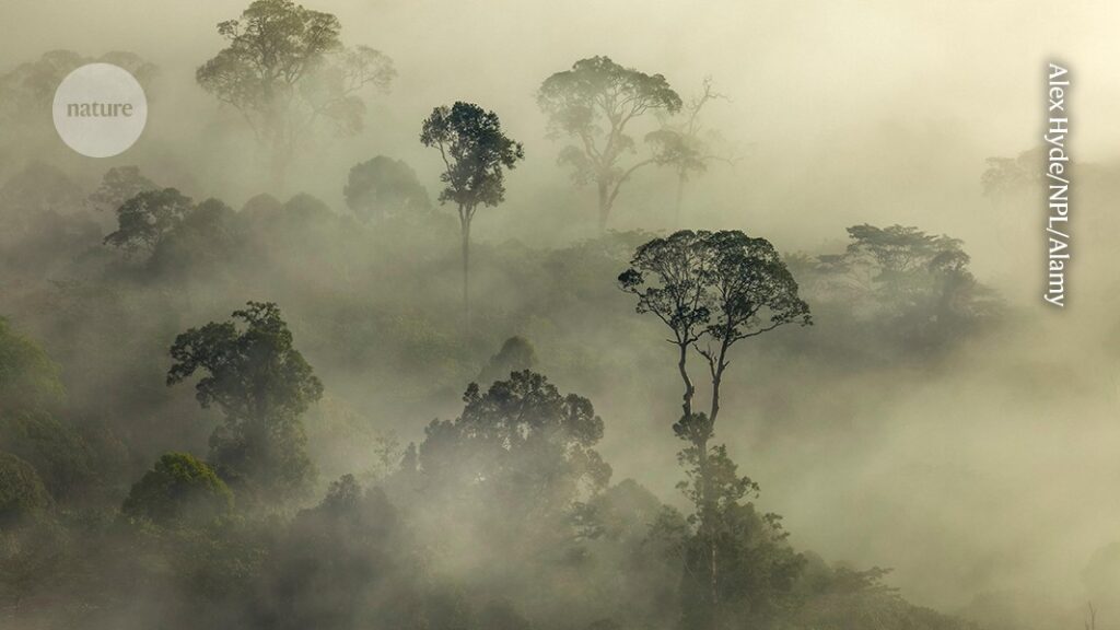 Tall and small trees are equally vulnerable to drought