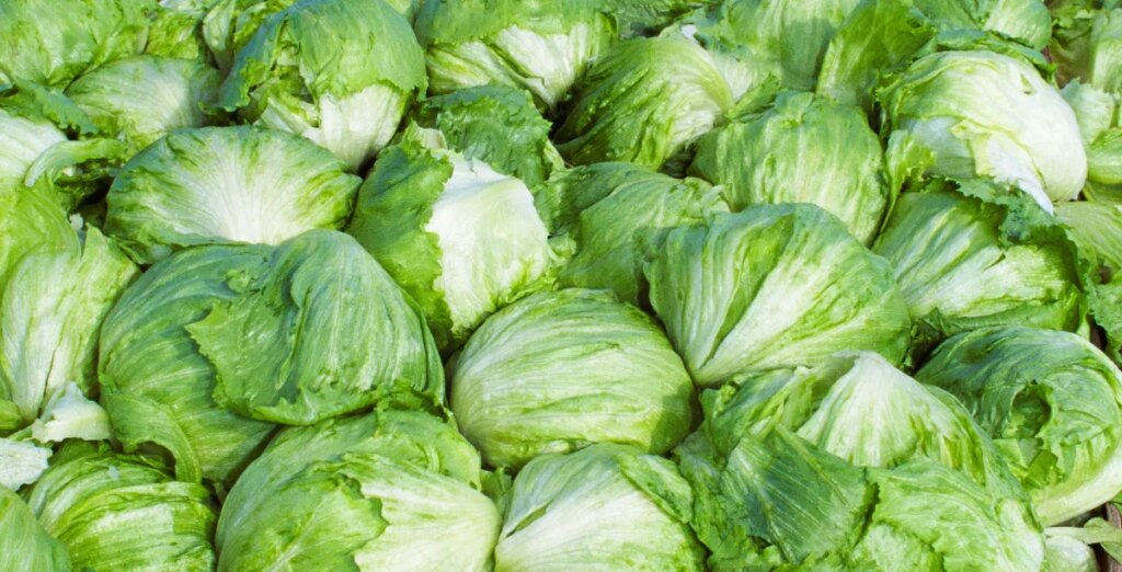 Taylor Farms pulls iceberg lettuce from the US market after cyclosporiasis outbreak Taylor Farms pulls iceberg lettuce from the US market after cyclosporiasis outbreak
