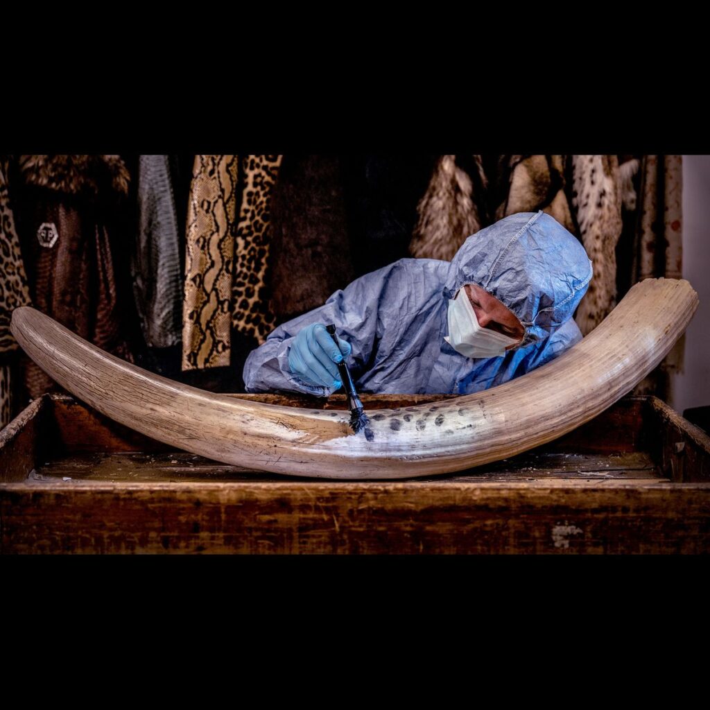 The forensic traces that can help catch poachers — July’s best science images The forensic traces that can help catch poachers — July’s best science images