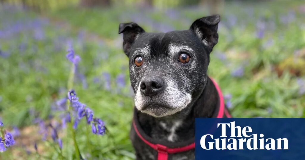 The pet I’ll never forget: Morris the staffie – the shameless thief who stole an entire roast chicken | Life and style