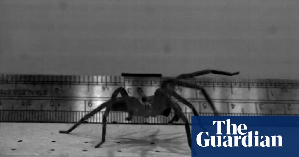 This huge, hairy-legged Australian arachnid may be the fastest spider in the world | Spiders This huge, hairy-legged Australian arachnid may be the fastest spider in the world | Spiders
