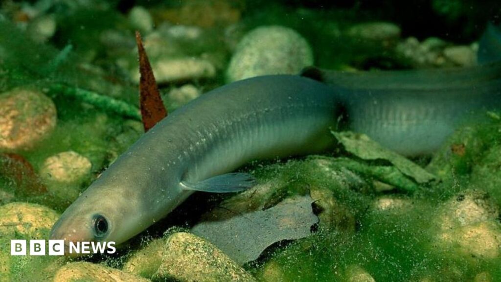 Thousands of fish killed in Bromley park pollution mystery Thousands of fish killed in Bromley park pollution mystery