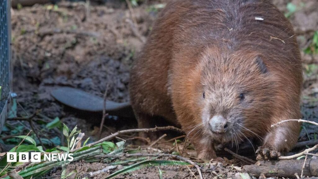 Three baby beavers born at Worcestershire’s Wyre Forest Three baby beavers born at Worcestershire’s Wyre Forest