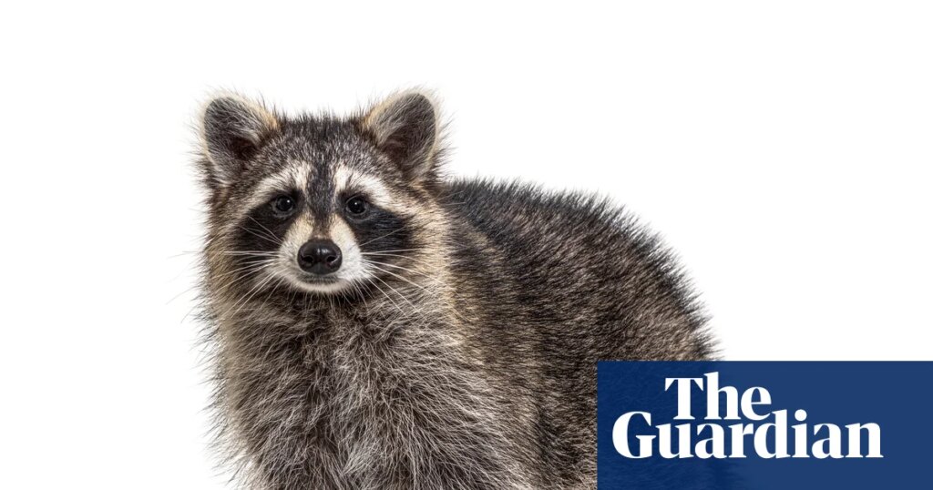Thursday news quiz: Elections denied, a dog surprise, and a very viral raccoon | Life and style Thursday news quiz: Elections denied, a dog surprise, and a very viral raccoon | Life and style