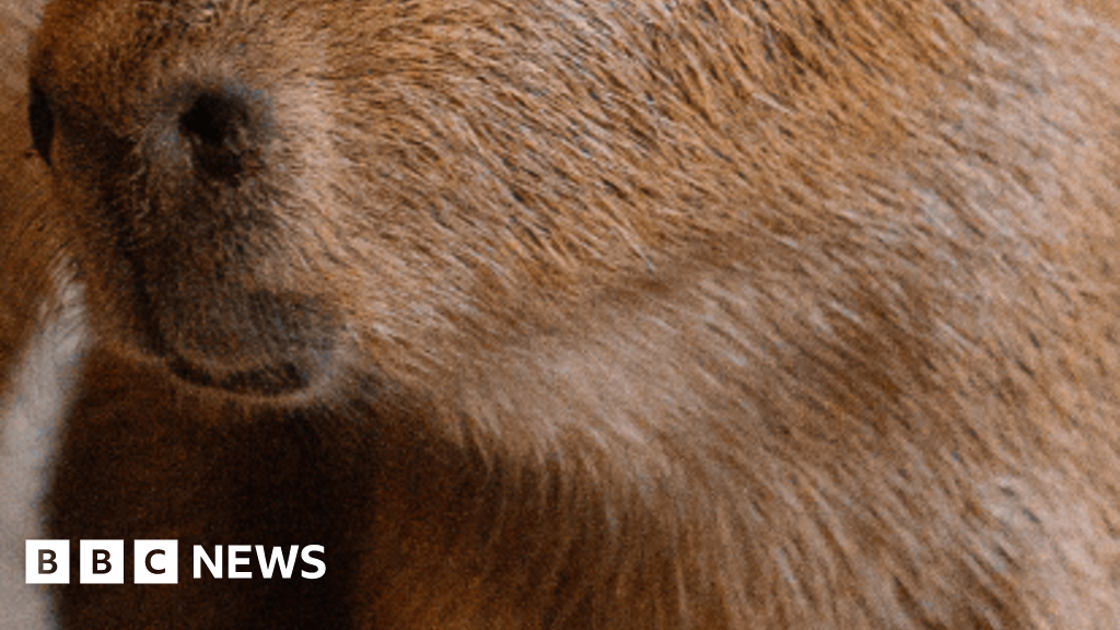Two capybara pups born to UK's only breeding pair Two capybara pups born to UK's only breeding pair