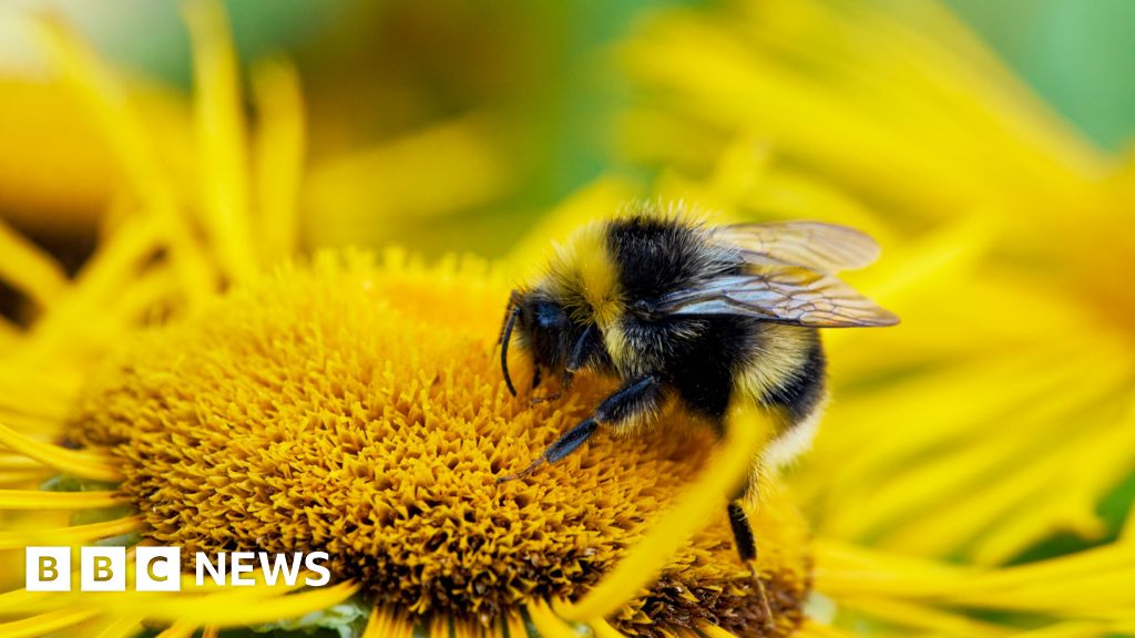 UK's bumblebees are struggling in heatwaves UK's bumblebees are struggling in heatwaves