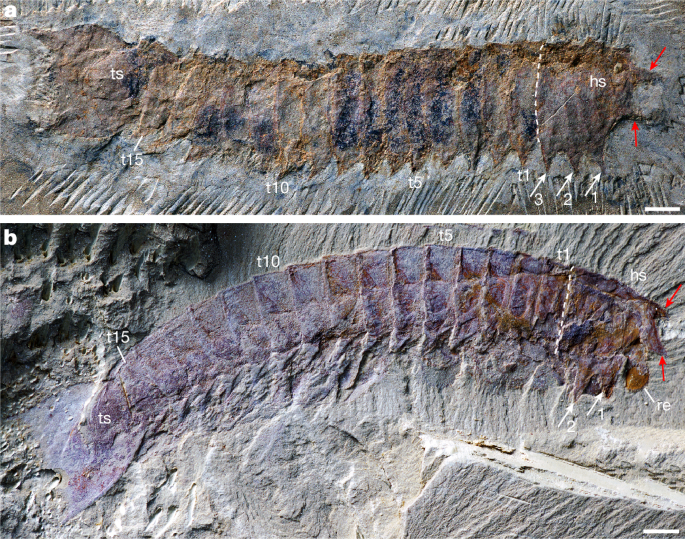 Urokodia sheds light on the origin of chelicerae and book gills of Chelicerata Urokodia sheds light on the origin of chelicerae and book gills of Chelicerata