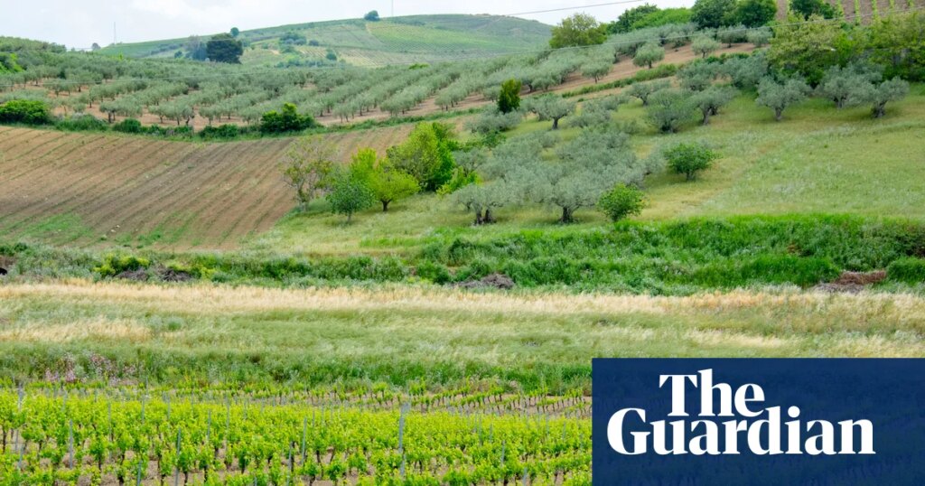 Why catarratto is the Quincy Jones of white wine grapes | Wine