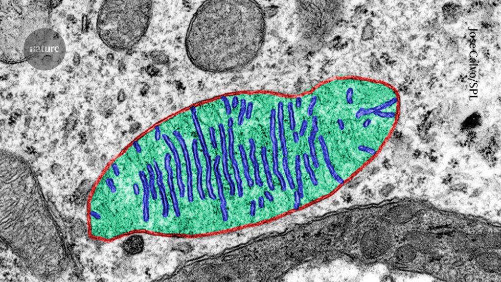 Why do astronauts’ bodies waste away? Space Station study points to mitochondria Why do astronauts’ bodies waste away? Space Station study points to mitochondria