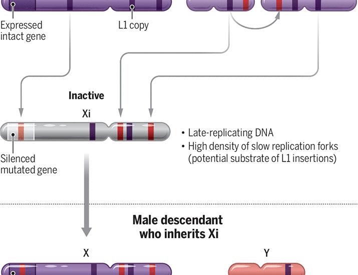 Why the X chromosome is rich in L1 mobile elements | Science Why the X chromosome is rich in L1 mobile elements | Science