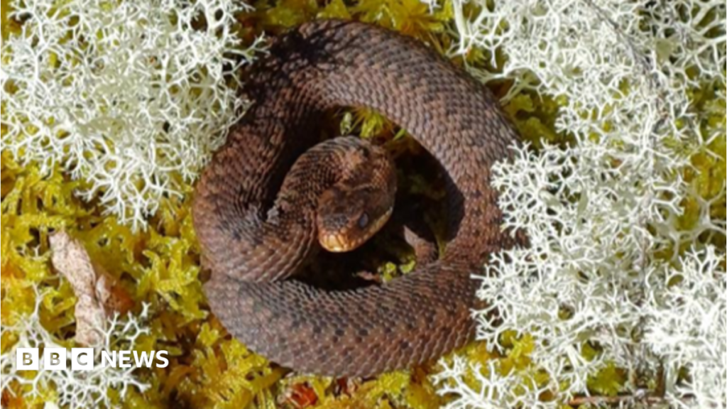Work to protect adders, slow worms and lizards at Lochar Moss