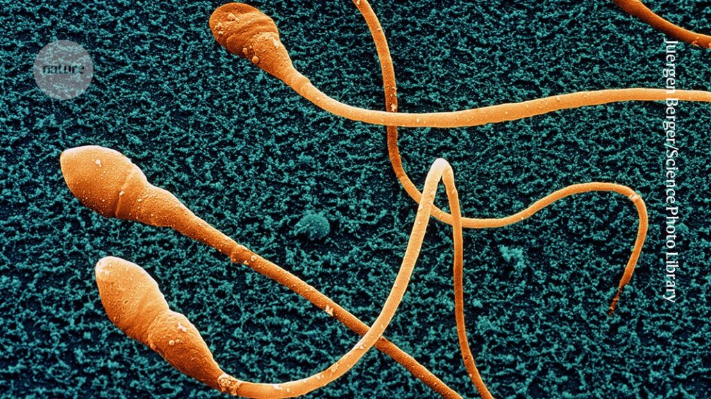 scientists inch closer to fertility breakthrough scientists inch closer to fertility breakthrough
