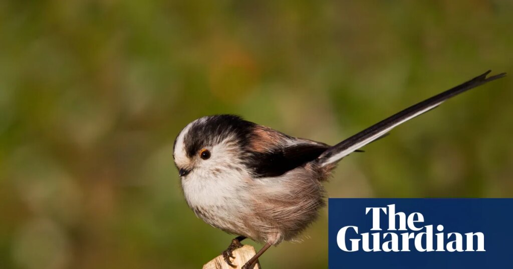 ‘A break from scrolling’: how Gen Z fell in love with birding – podcast | Science
