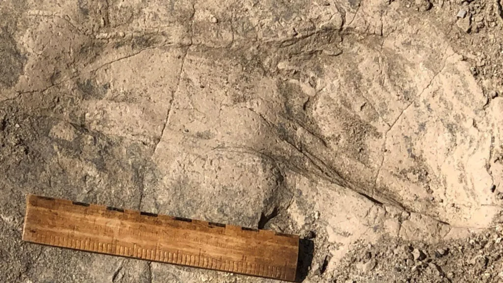 1.4-million-year-old footprints reveal a surprisingly large human relative 1.4-million-year-old footprints reveal a surprisingly large human relative