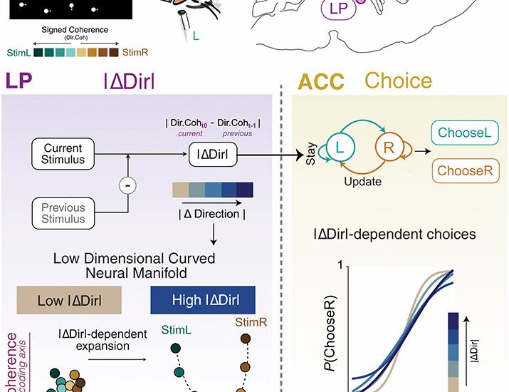 A thalamocortical circuit encoding deviations from sensory history | Science A thalamocortical circuit encoding deviations from sensory history | Science