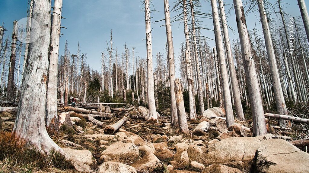 Ancient rise in CO2 was catastrophic for forests: what that means for today’s plants