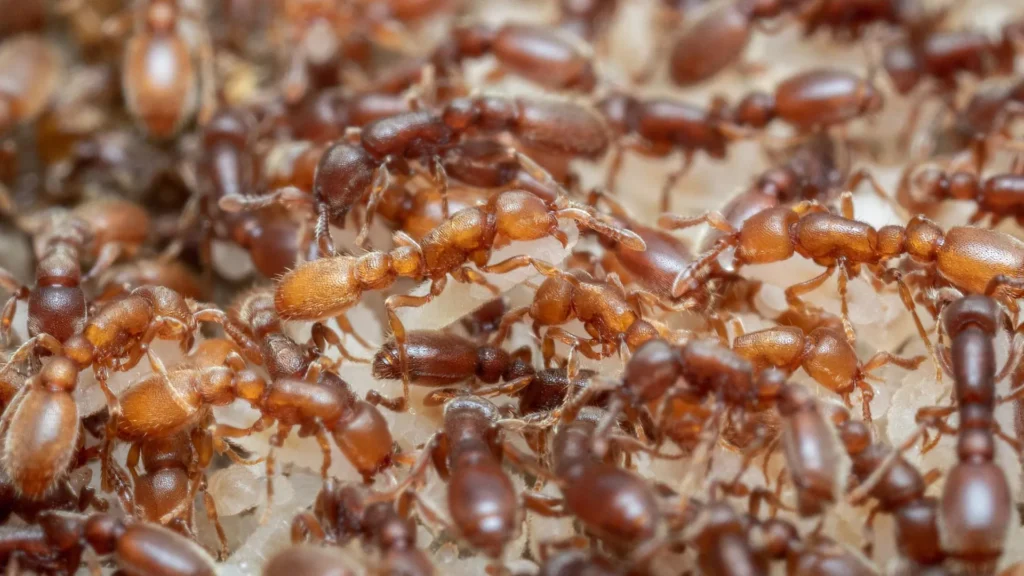 Ant brains reveal how evolution turned hunger into parenting