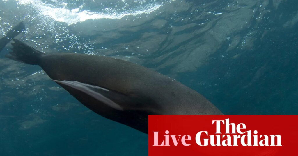 Australia news live: Dead fur seal the first mainland mammal victim of H5 bird flu; Liberals plan radical redesign of Victorian appeals court | Australian politics