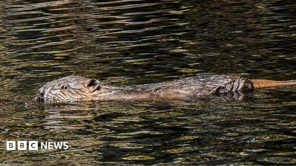 Beavers helping to reduce drought with wetlands