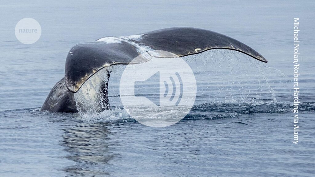 Briefing Chat: Is DNA repair the secret to a long life? Whales and mole rats offer tantalizing hints