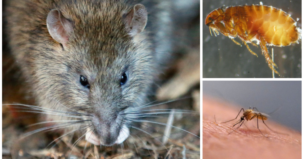Can you match the disease with the animal that spreads it?
