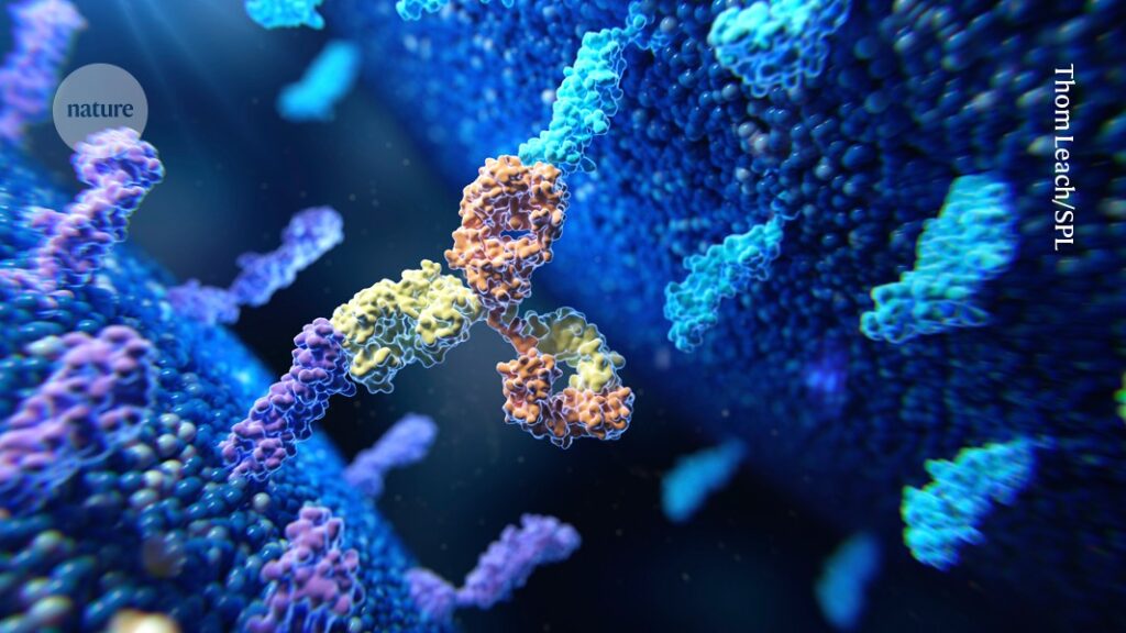 Cancer-fighting antibodies with a one-two punch take aim at tumours
