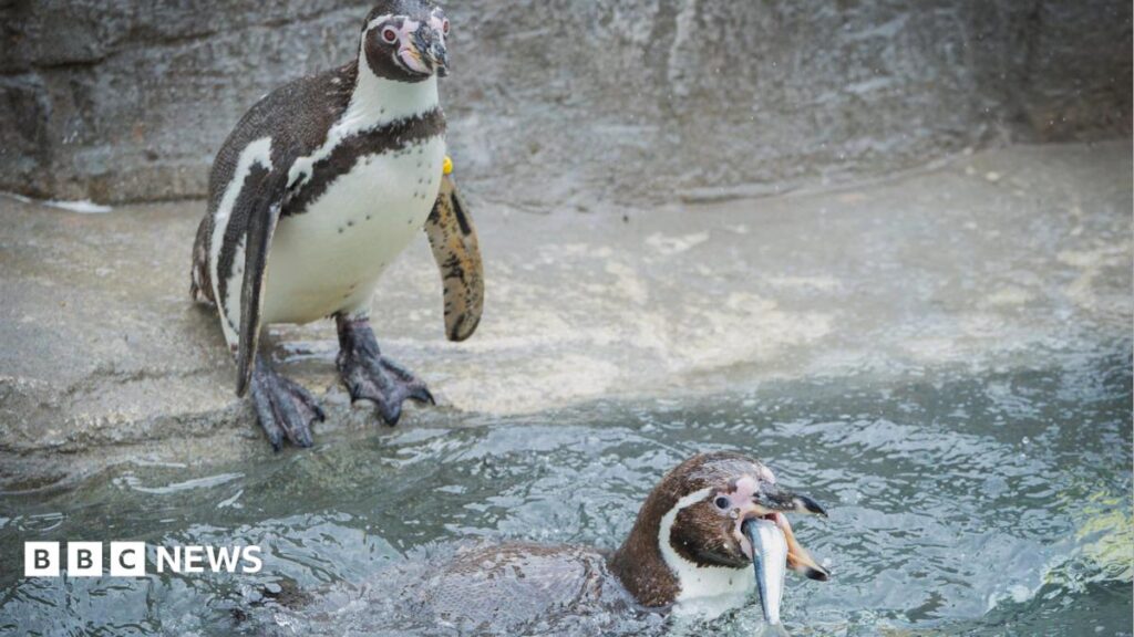 Cornish sardines back on the menu for Paradise Park penguins Cornish sardines back on the menu for Paradise Park penguins